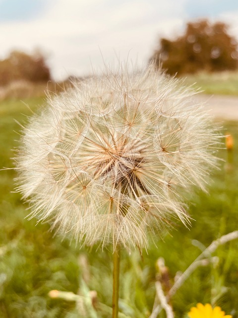 Naturaleza, Paisaje, Luz, Planta, Hierba