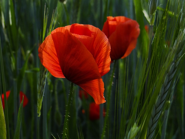 Free Flower Red Poppy photo and picture
