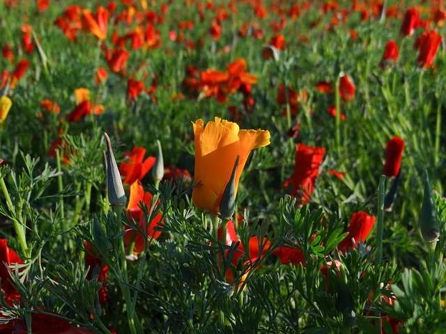 Free Poppy Flower photo and picture
