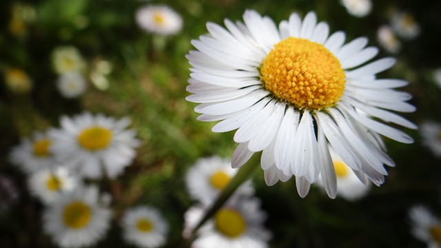 Free Daisy Flower photo and picture
