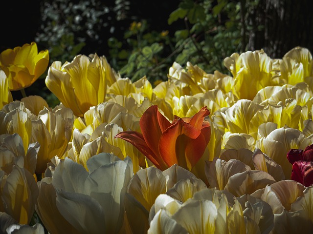Free Tulip Flower Red photo and picture