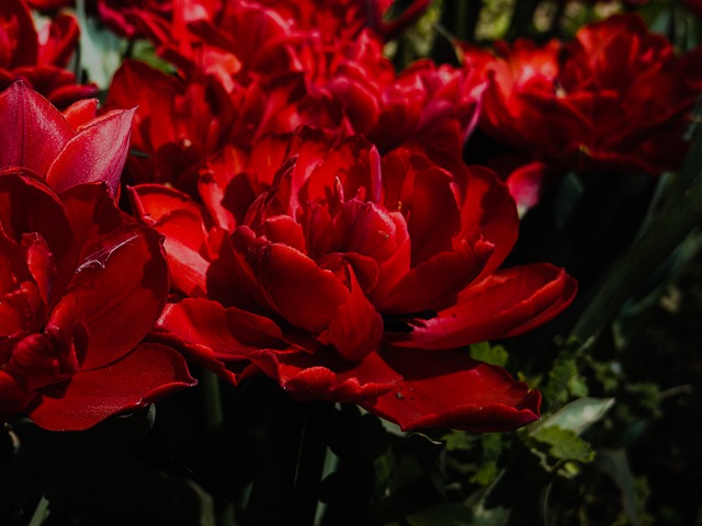 Free Flower Tulip photo and picture
