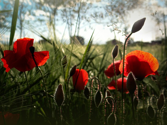 Free Flower Nature photo and picture