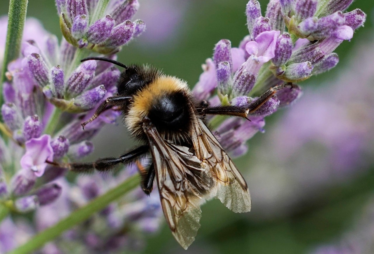 Bourdon Abeille Insecte Photo gratuite sur Pixabay — free download