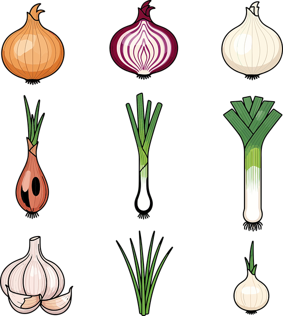 Free onion garlic leek vector