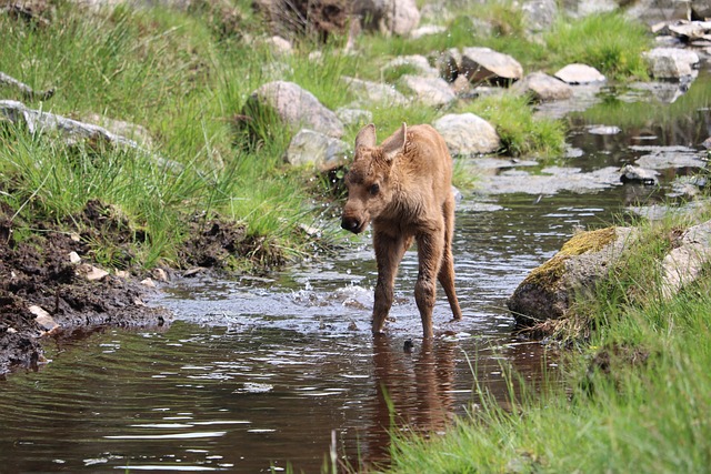 Free Moose Animal photo and picture