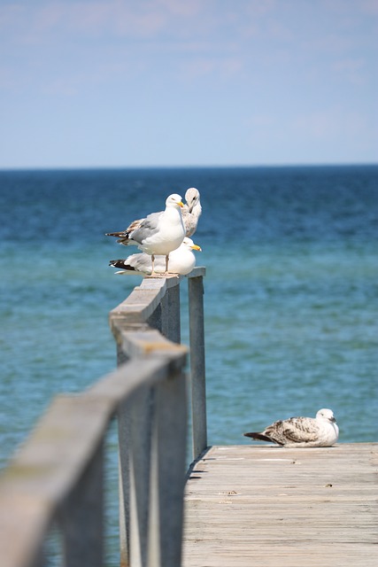 Free Seagulls Birds photo and picture