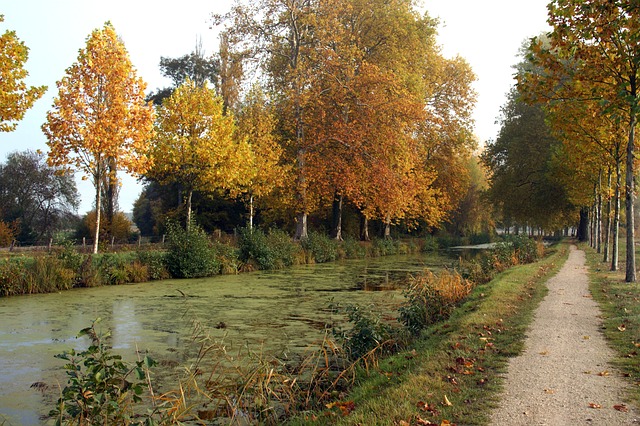 Natur, Falde, Sti, Spor, Løv, Oktober