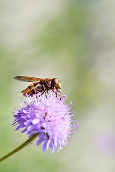 Free Hoverfly Insect photo and picture