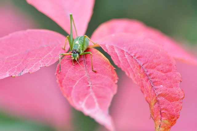 Free Grasshopper Insect photo and picture