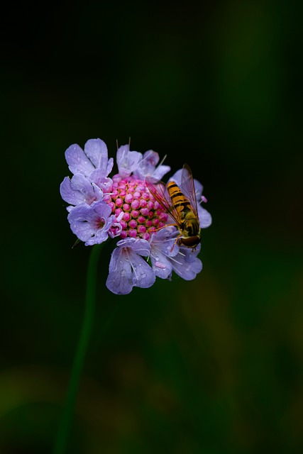 Naturlig, Elsker, Blumen