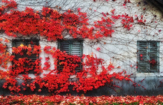 Free Nature Red photo and picture