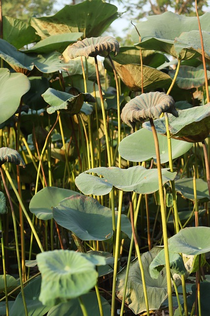 Free Nature Camera photo and picture