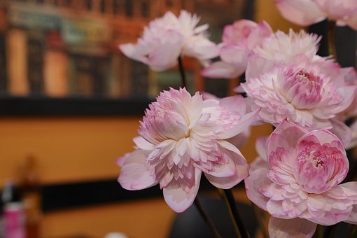 Free Hoa Sen Hoa photo and picture
