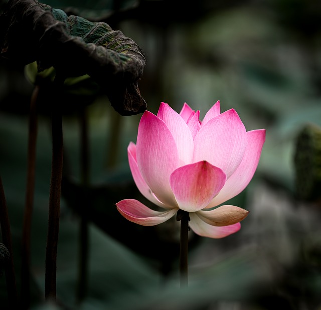 Plantaardige, Lotus, Natuur, Boom, Bloem