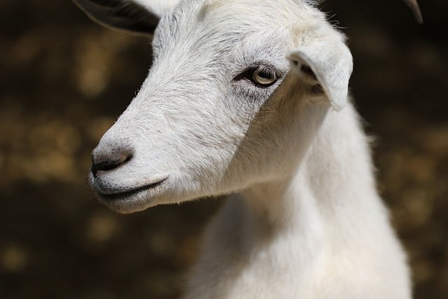 Free Animal Goat photo and picture