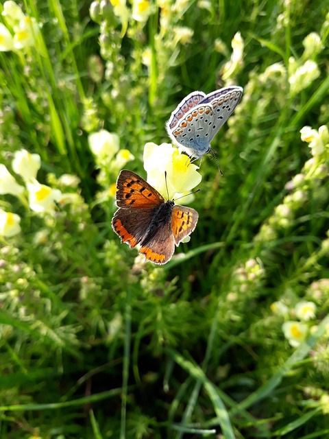 Free Nature Flower photo and picture