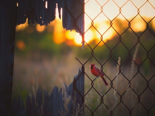 Free bird fence nature illustration