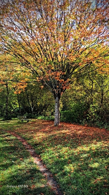 Free Nature Arbre photo and picture