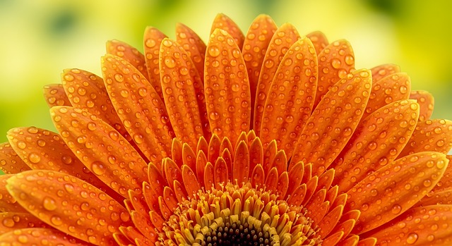 Free ai generated gerbera daisy orange flower illustration