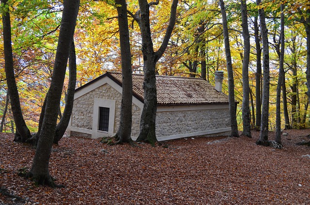 Baum, Natur, Landschaft, Laub, Herbst