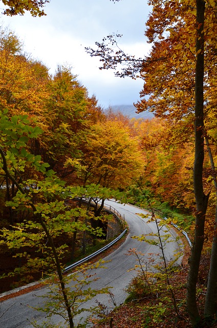Baum, Natur, Landschaft, Laub, Herbst