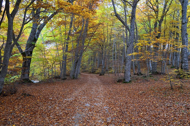 Baum, Natur, Landschaft, Laub, Herbst
