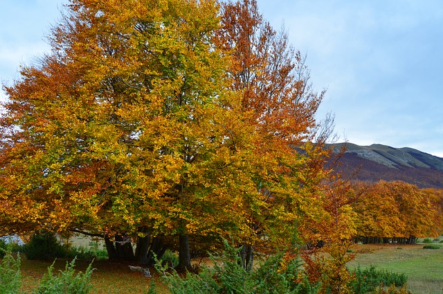 Baum, Natur, Landschaft, Laub, Herbst