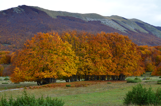 Baum, Natur, Landschaft, Laub, Herbst