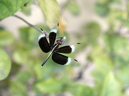 Libelle, Natur, Insekt, Schwarz