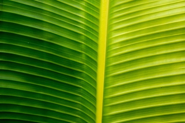 Plant, fauna, leaf and abstraction — photo by hankaverzichova