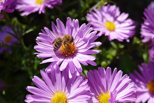 Free Garden Flower photo and picture