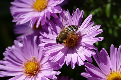 Free Garden Flower photo and picture