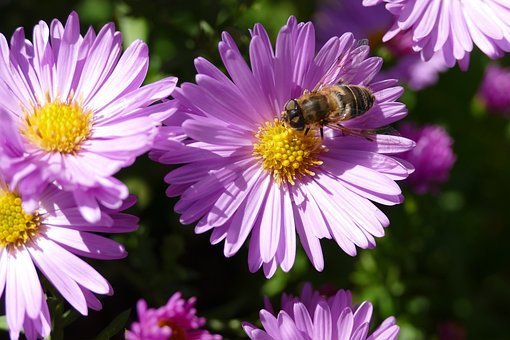Free Garden Flower photo and picture