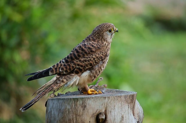 Tårnfalk, Falk, Natur, Fugl, Rovfugler