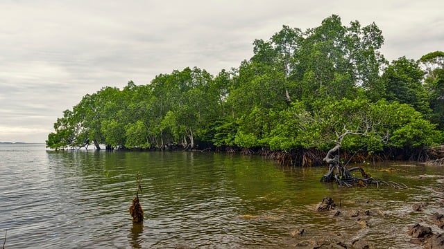 Bosque De Manglar, Medio Ambiente