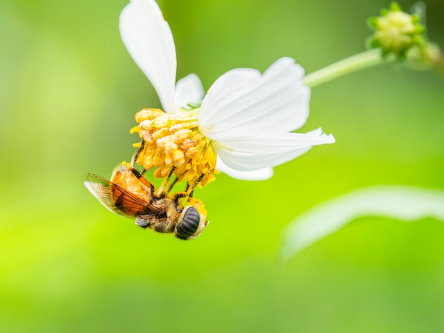 Natuur, Bloem, Insect, Groente, Vlieg