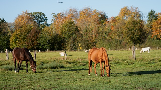 Free Nature Animals photo and picture