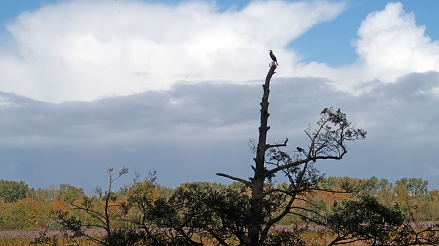 Free Cormorant Nature photo and picture