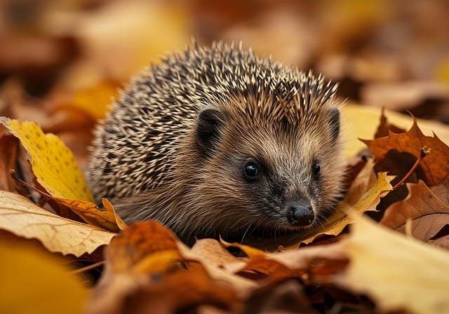 Free hedgehog autumn leaves illustration