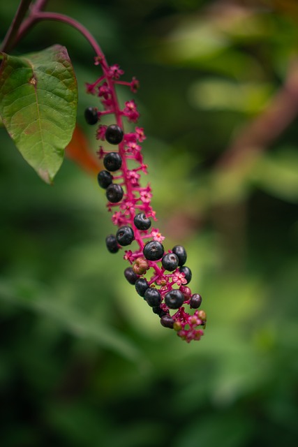 Free Nature Berries photo and picture