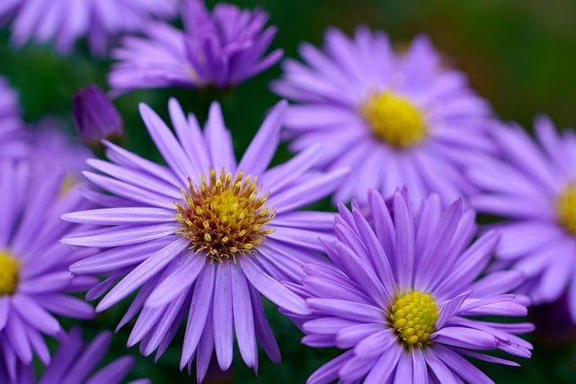 Download free HD stock image of Aster Nature Free Aster Nature photo and picture