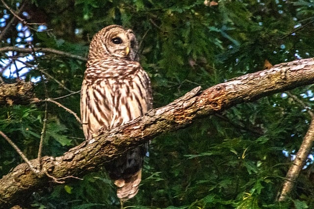 Free Barred Owl Owl photo and picture