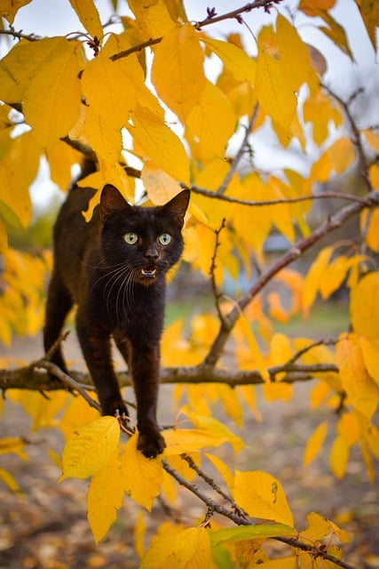 Free Cat Animal photo and picture