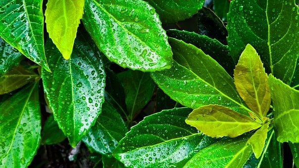 Blad, Vand, Plante, Blade, Natur