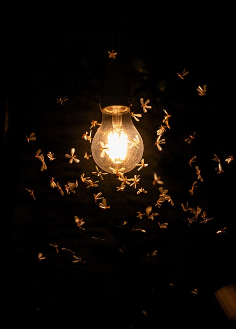 Termieten, Natuur, Termiet, Insect