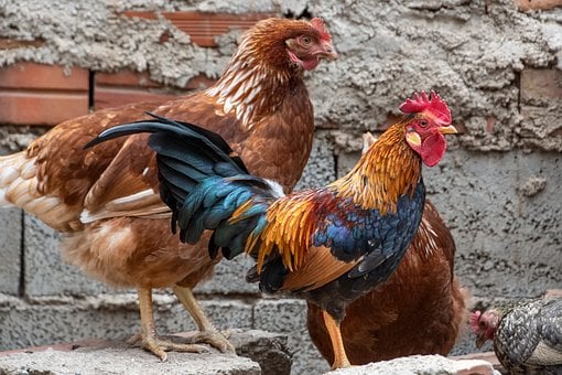 Free Gallo Pens photo and picture