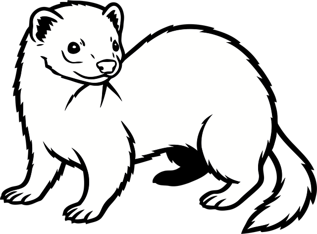 Free ferret animal cartoon illustration