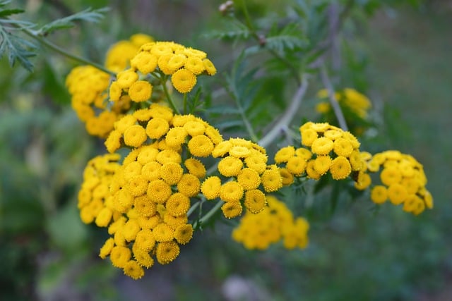 Yrtti Tansy Villi Kukka Ilmainen Valokuva Pixabayssa yrtti-tansy-villi-kukka-ilmainen-valokuva-pixabayssa