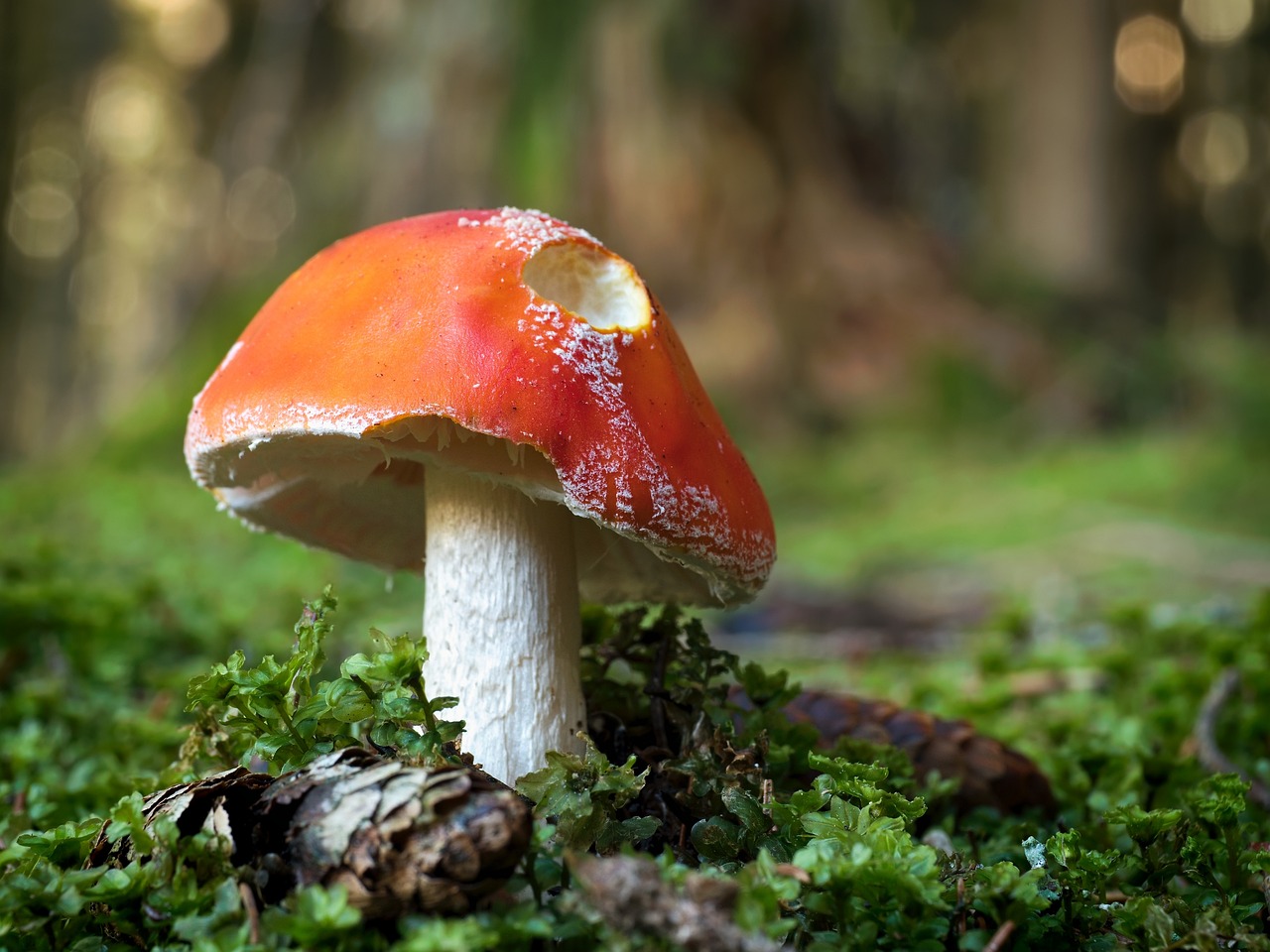 Toadstool Picture Toadstool Mushroom Nature - Free photo on Pixabay